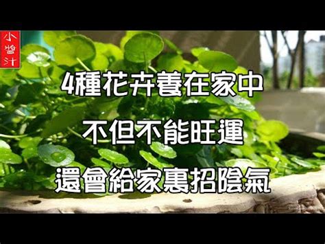 艾草風水|艾草盆栽風水妙用